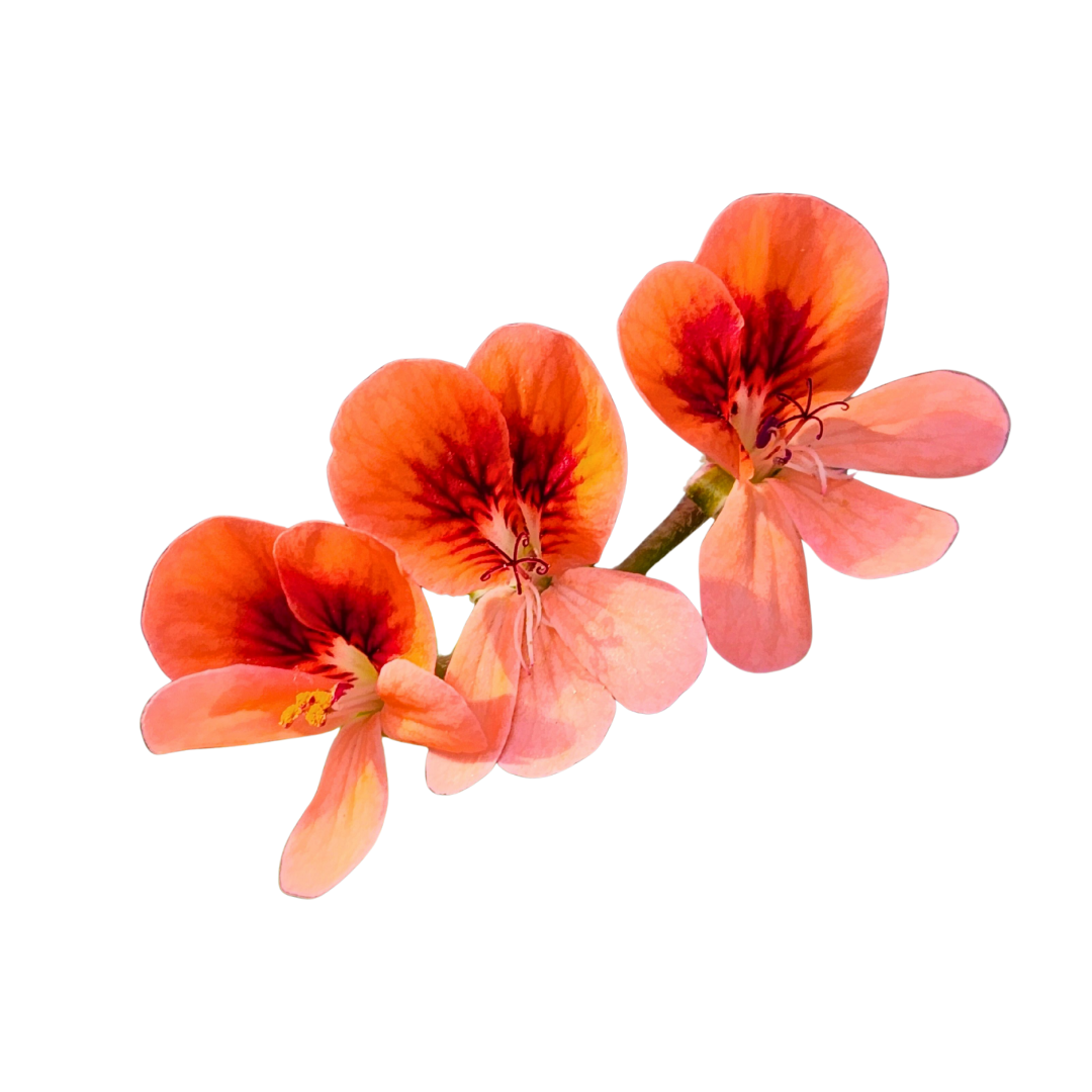 Geranium Rose